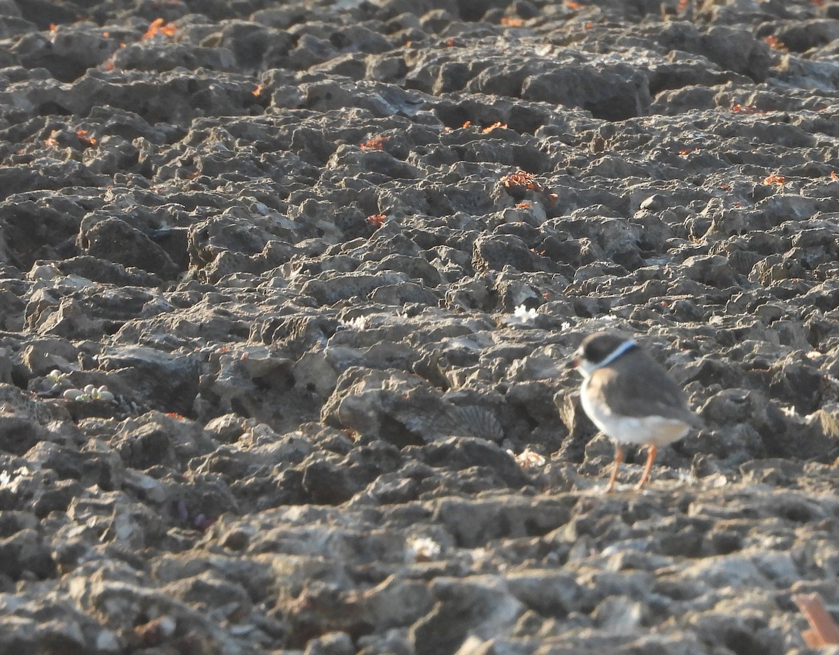Semipalmated Plover - ML618268184