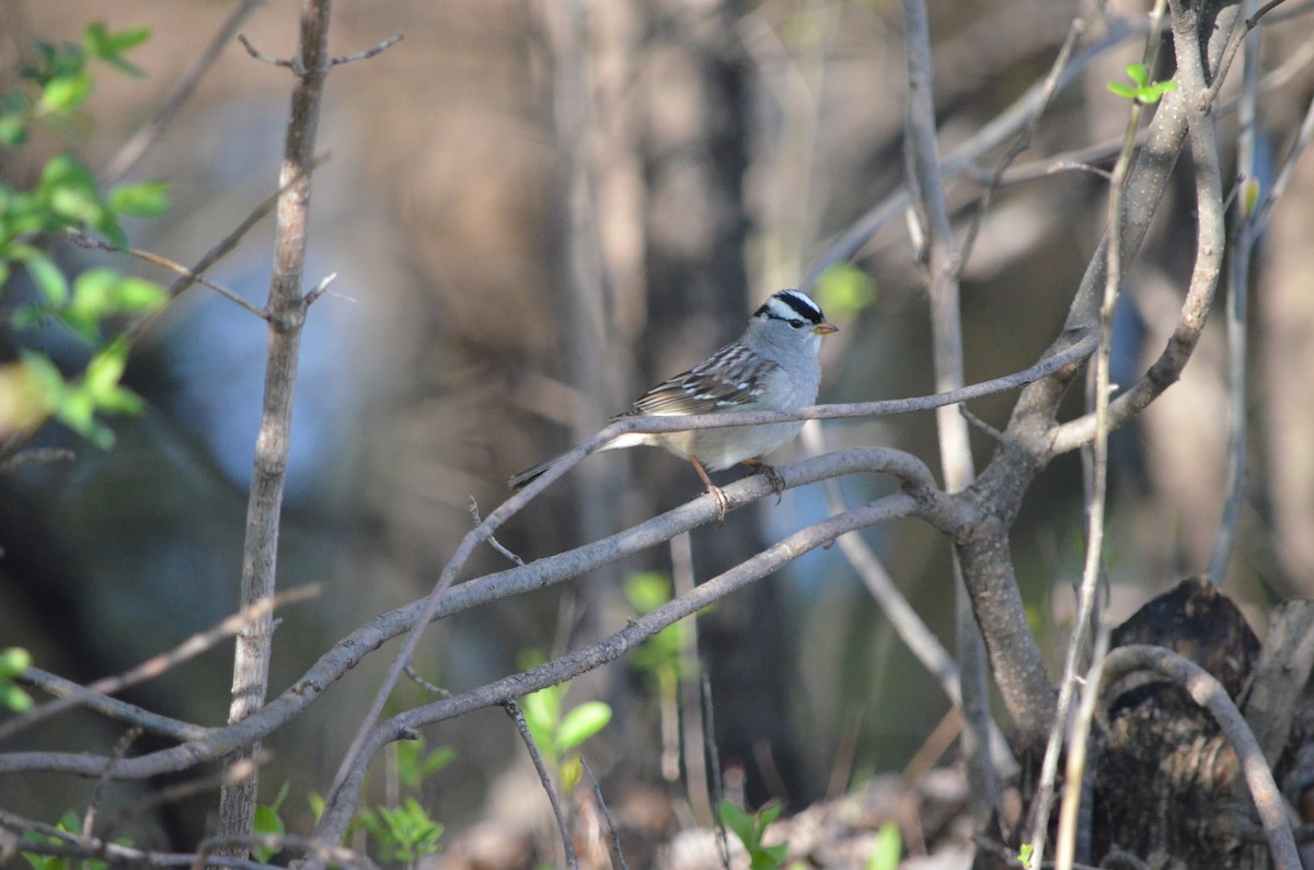 White-crowned Sparrow - ML618268355