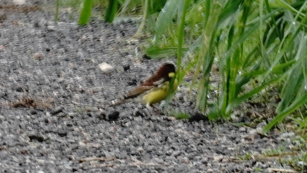 Yellow-breasted Bunting - ML618268372