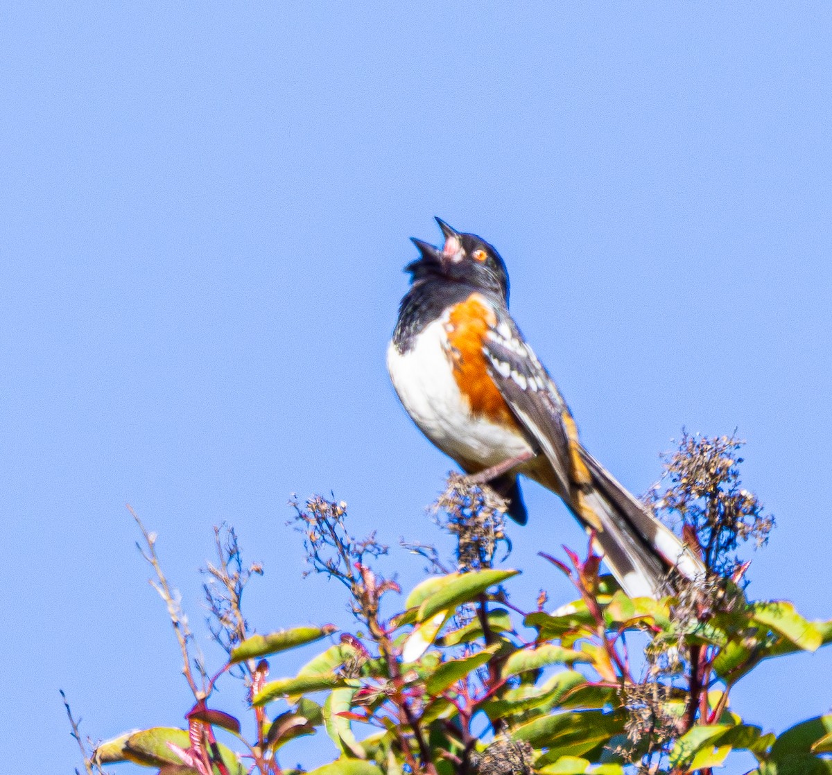 Spotted Towhee - ML618268375