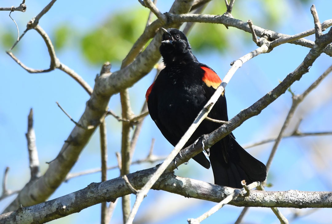 Red-winged Blackbird - ML618268382