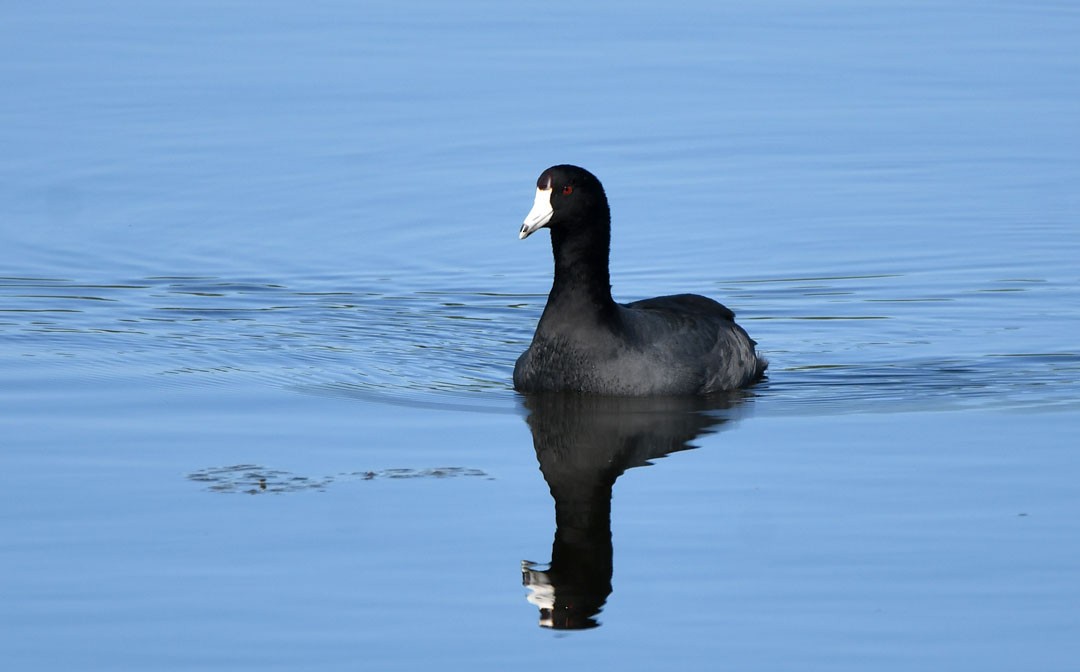 American Coot - William Wise