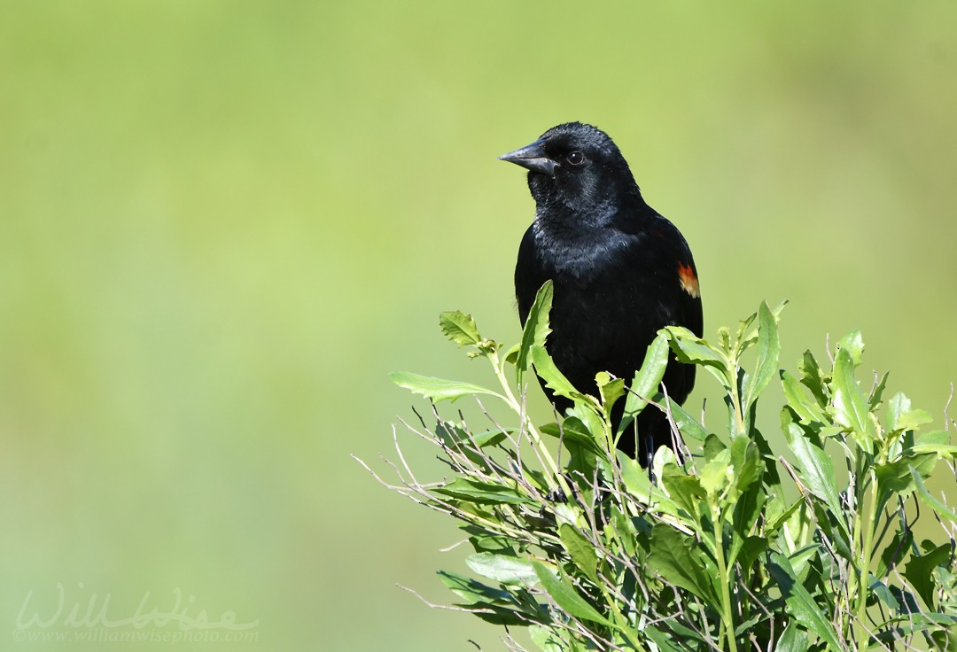 Red-winged Blackbird - William Wise