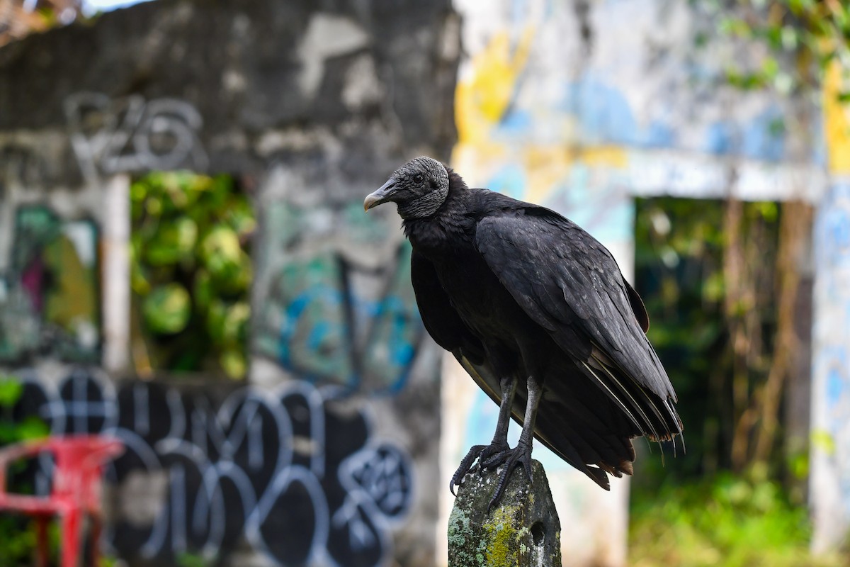 Black Vulture - Rebecca Maier