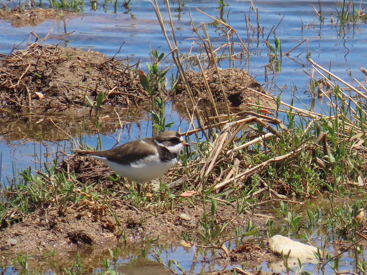 Semipalmated Plover - ML618268430