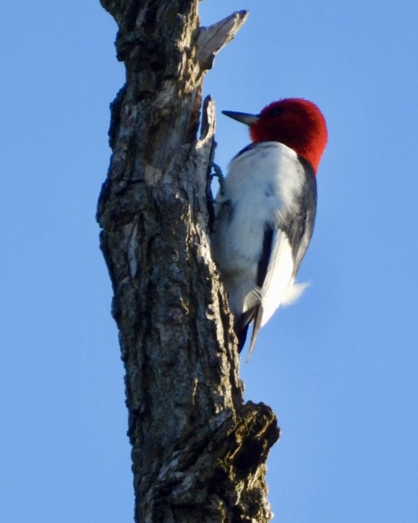 Red-headed Woodpecker - Jeff Aufmann