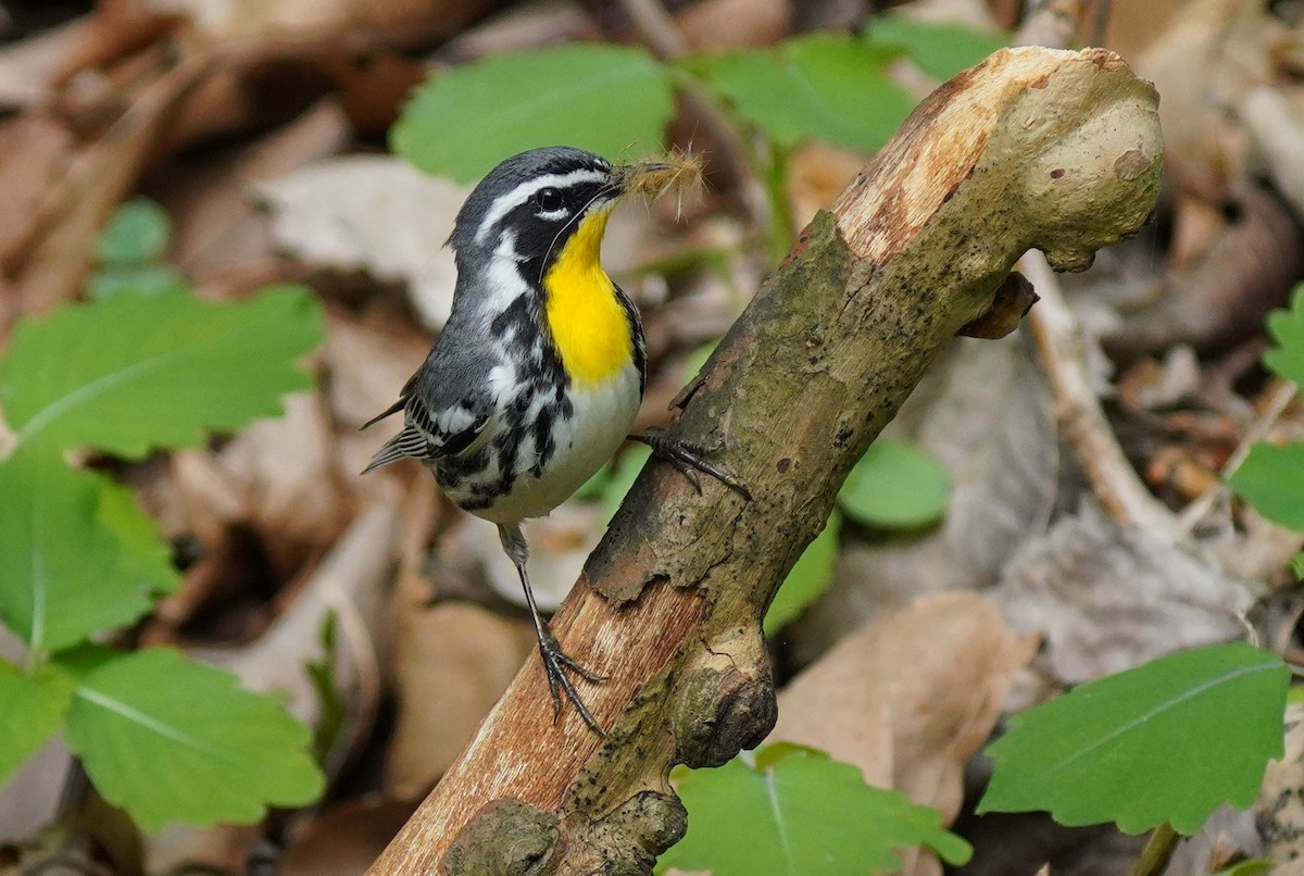 Yellow-throated Warbler - ML618268511