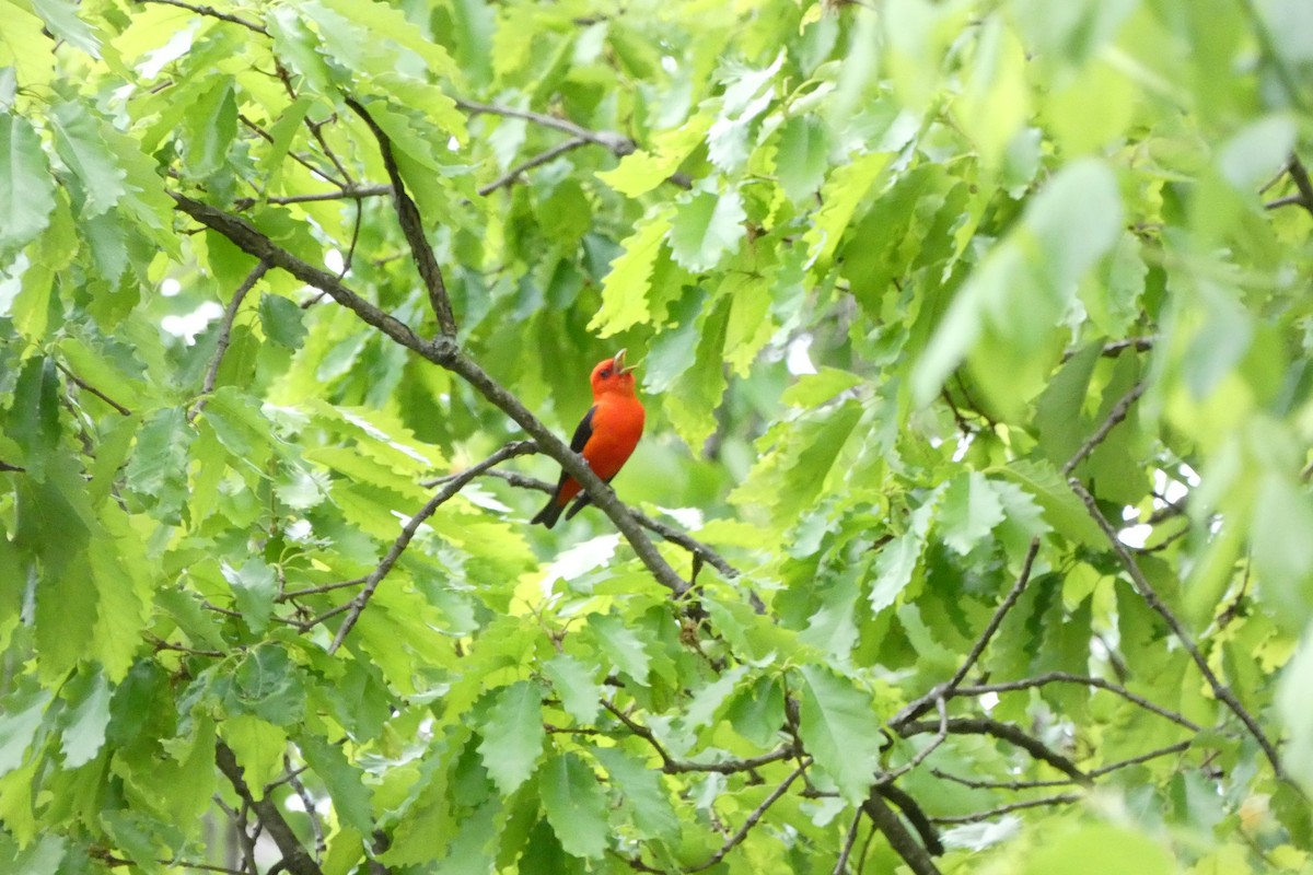 Scarlet Tanager - ML618268540