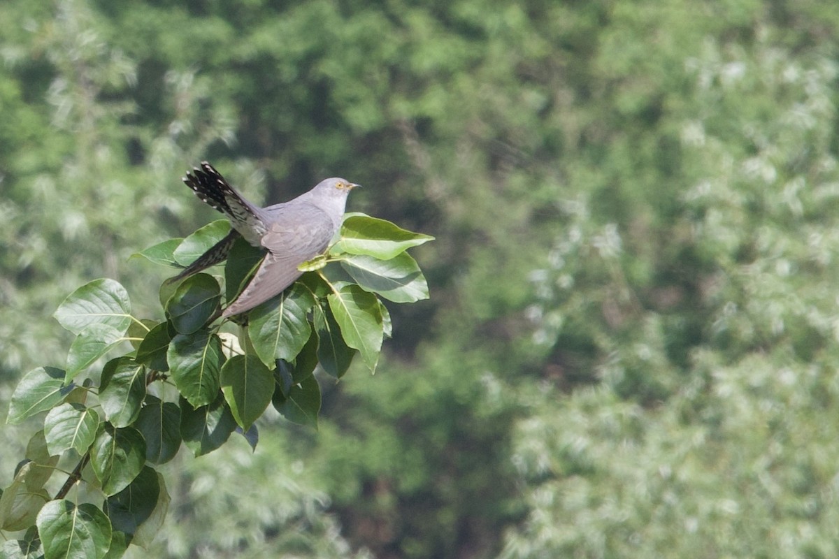 Common Cuckoo - ML618268608