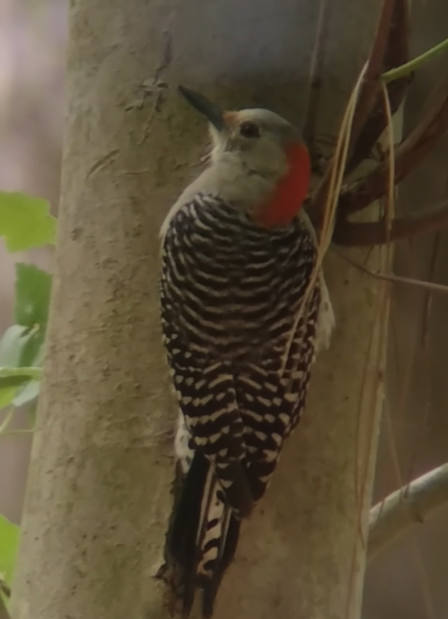 Red-bellied Woodpecker - ML618268651