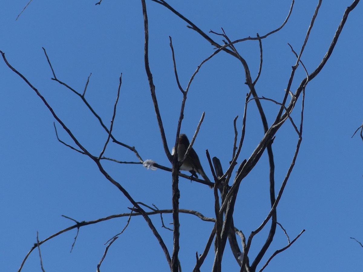 Rufous-collared Sparrow - joaquin vial