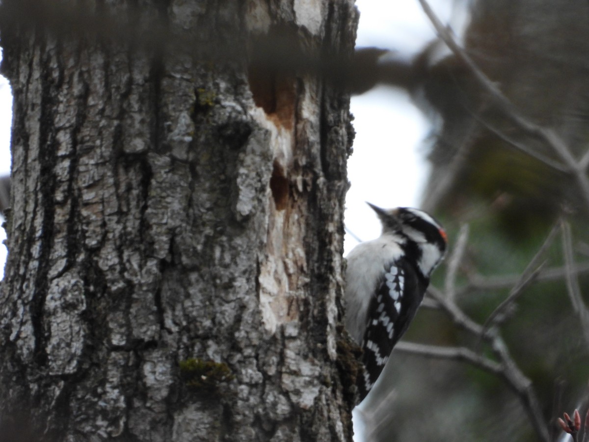 Downy Woodpecker - Denis Provencher COHL