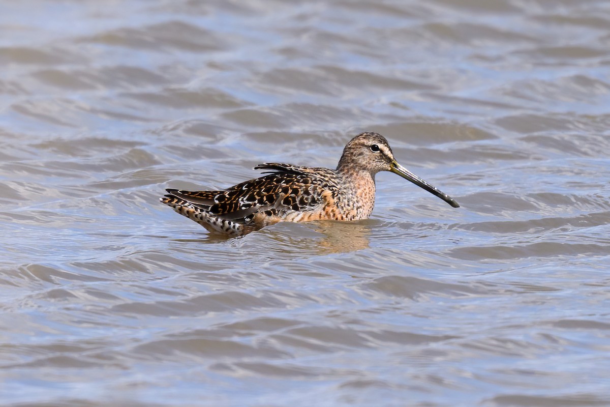 Long-billed Dowitcher - ML618268672