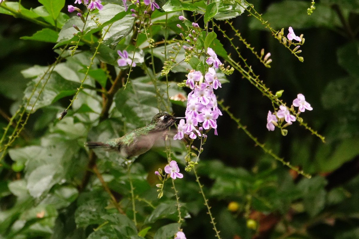 Violet-headed Hummingbird - ML618268680