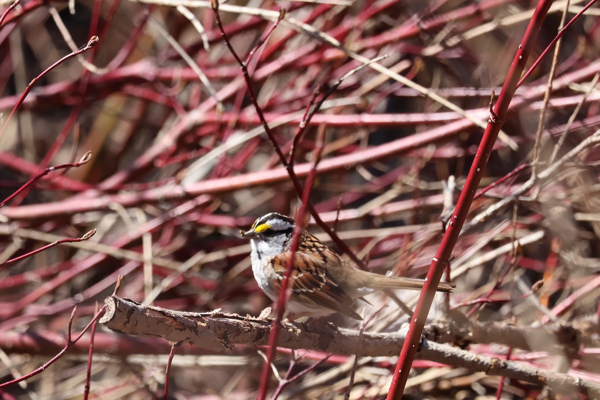 White-throated Sparrow - ML618268681