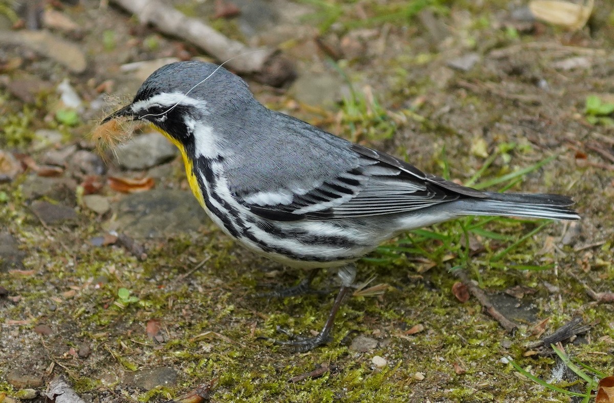 Yellow-throated Warbler - Dennis Mersky
