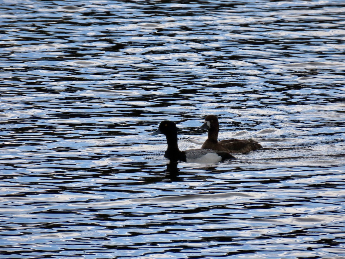 Lesser Scaup - Shelley Watters