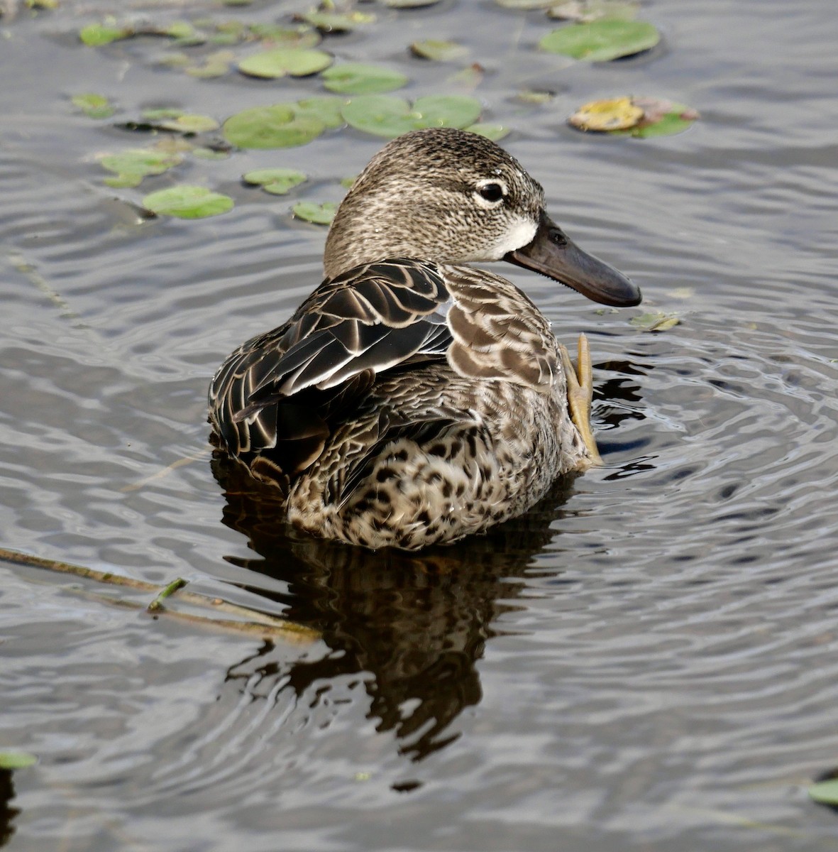 Blue-winged Teal - ML618268786