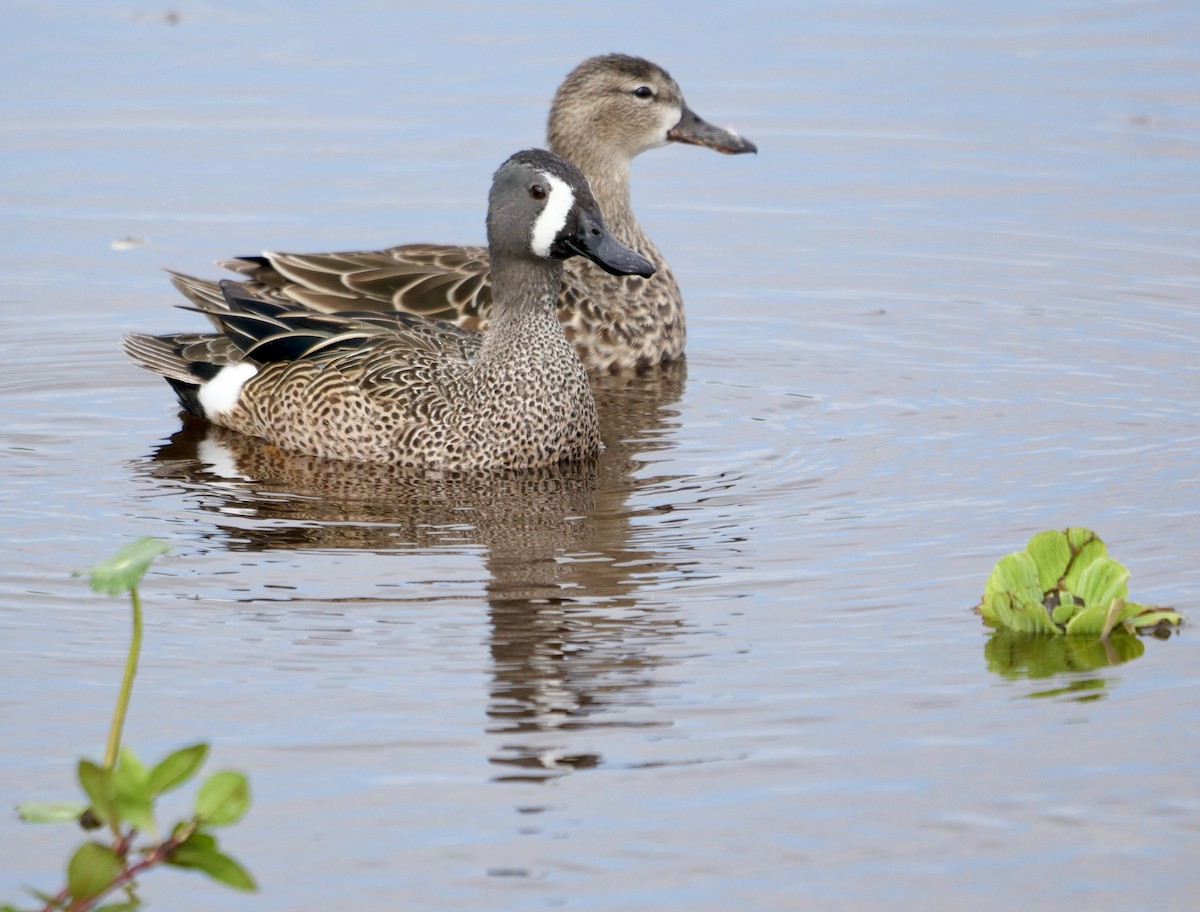 Blue-winged Teal - ML618268787