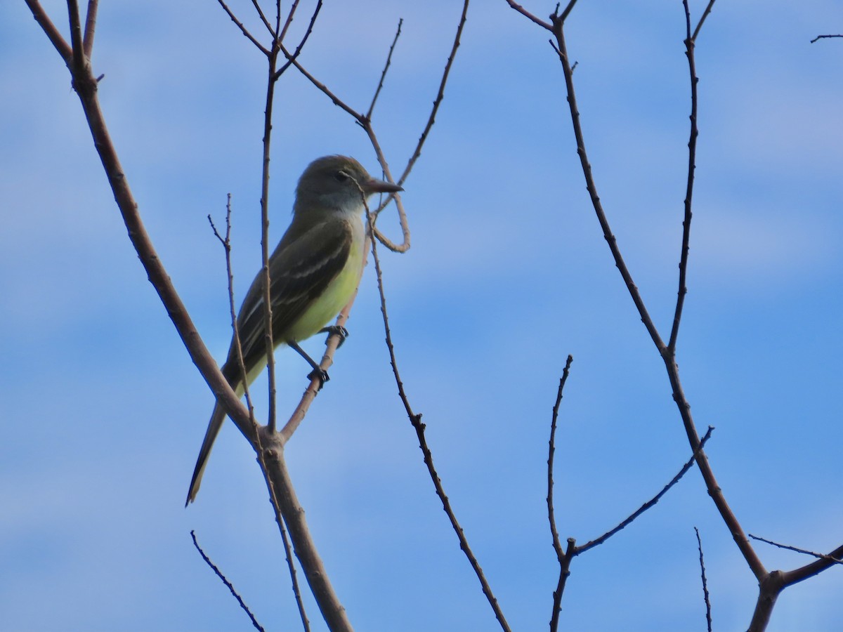 Great Crested Flycatcher - ML618268863