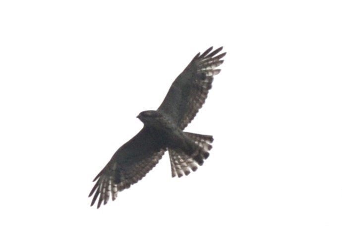 Broad-winged Hawk - Laura M.