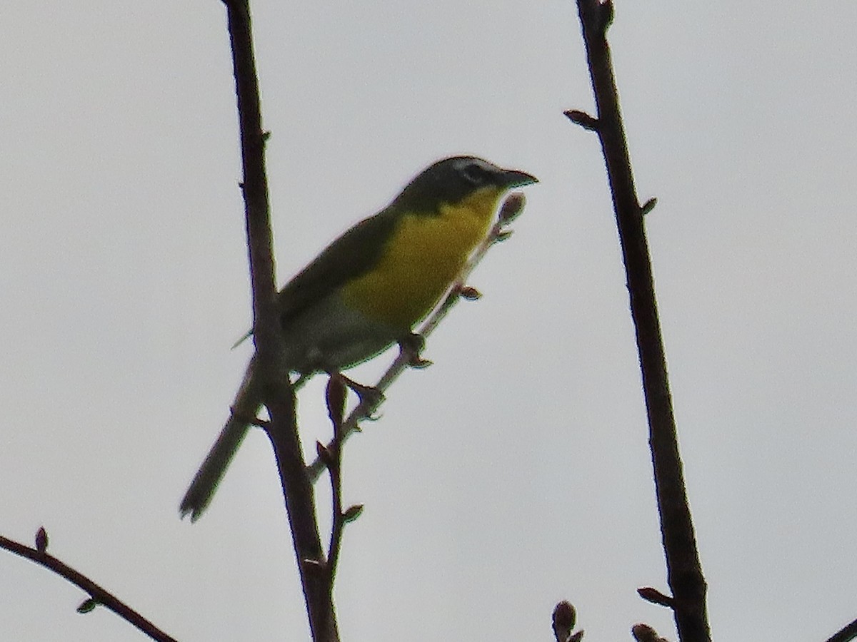Yellow-breasted Chat - ML618268896