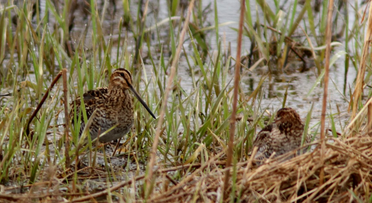 Wilson's Snipe - Real Gauthier