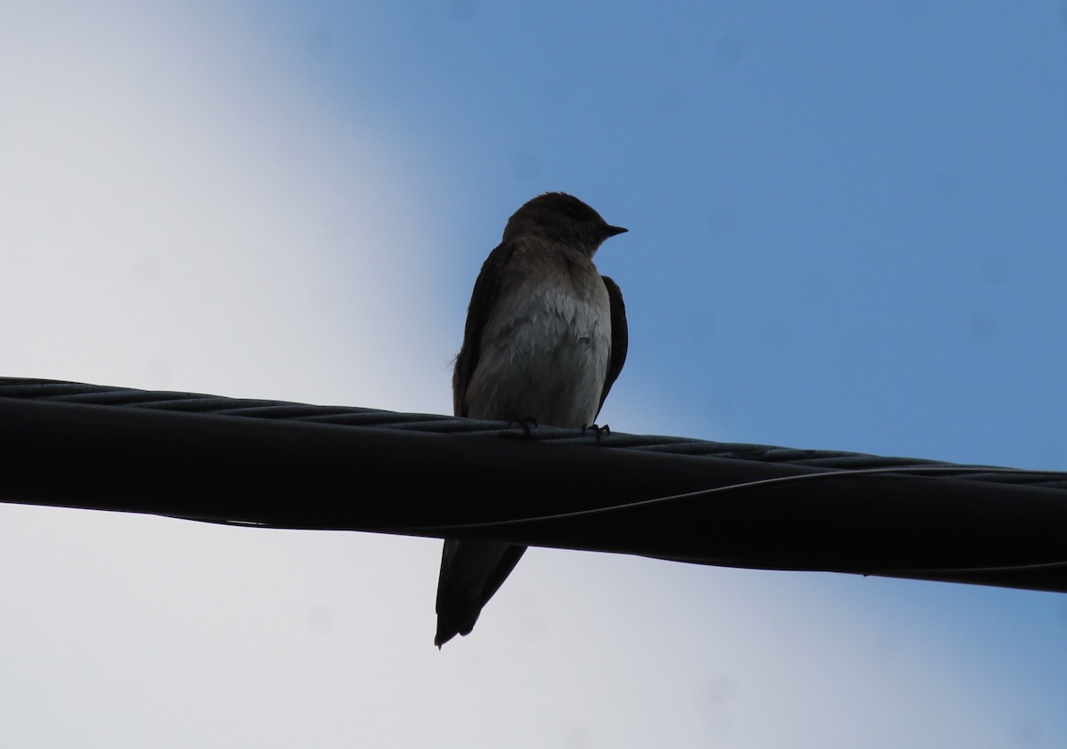 Northern Rough-winged Swallow - ML618268941