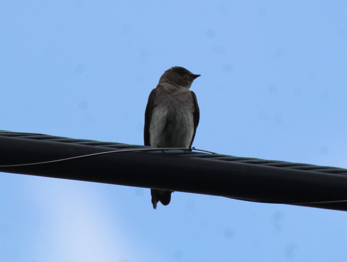 Northern Rough-winged Swallow - ML618268942