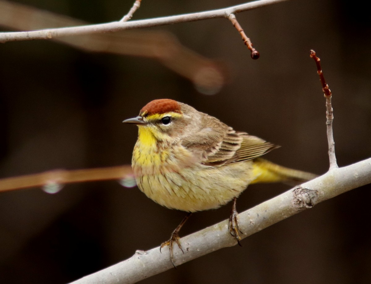 Palm Warbler - Real Gauthier