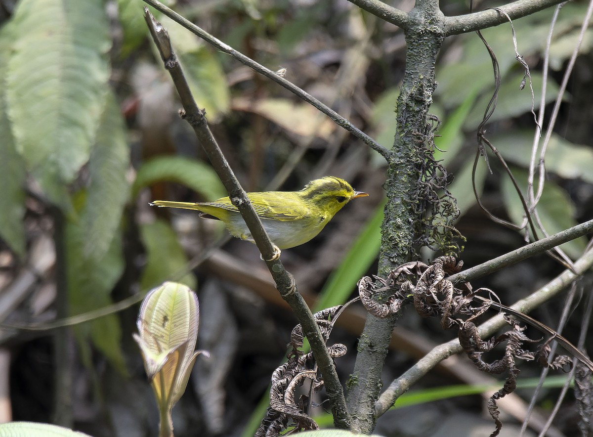 Yellow-vented Warbler - Antonio Ceballos Barbancho