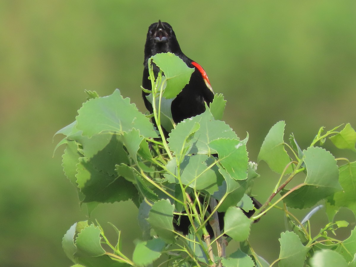Red-winged Blackbird - Dick Zerger