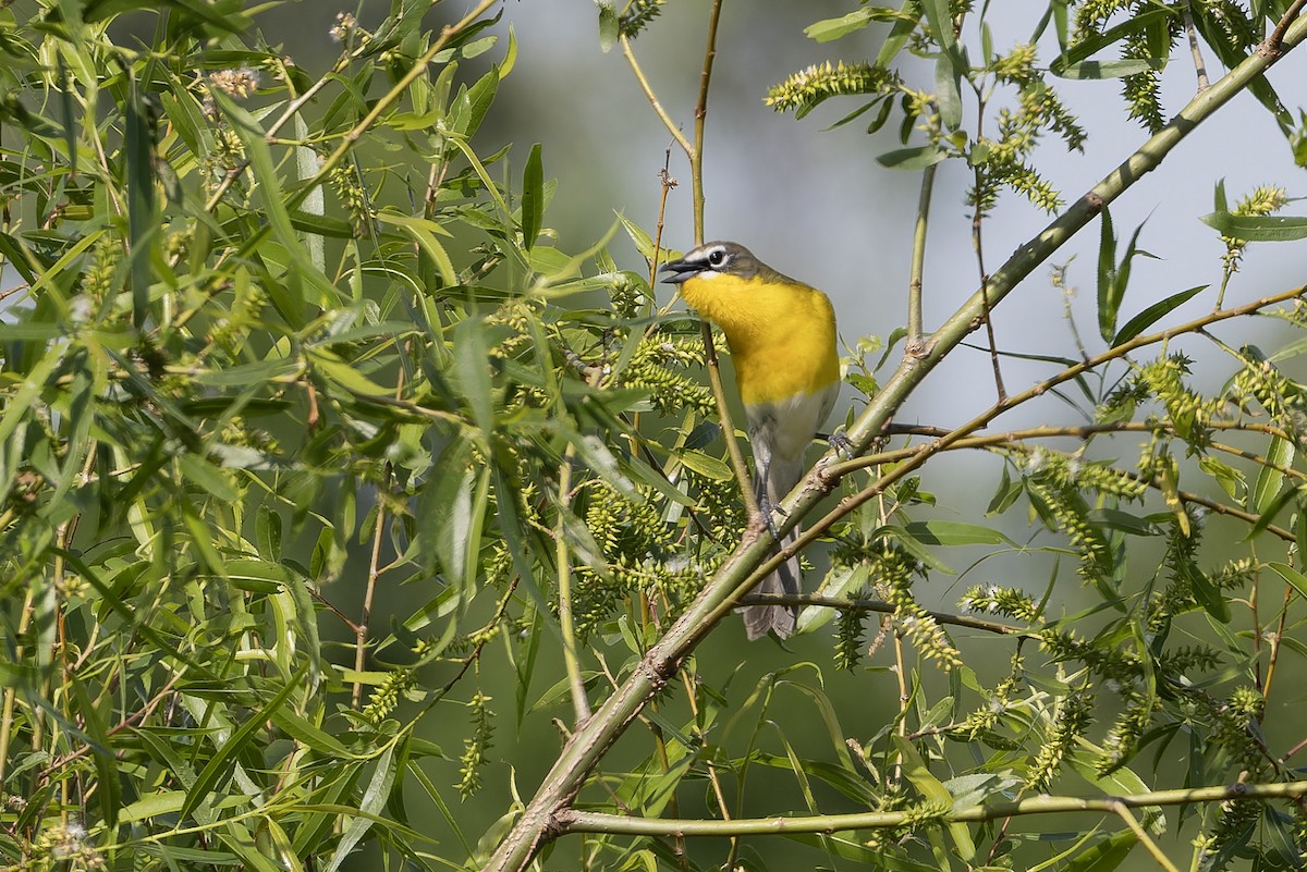 Yellow-breasted Chat - ML618269004