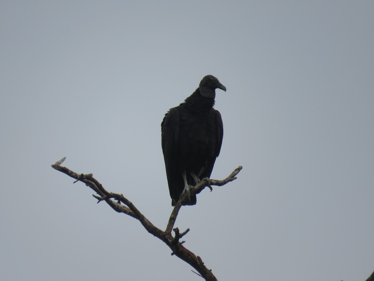 Black Vulture - ML61826901