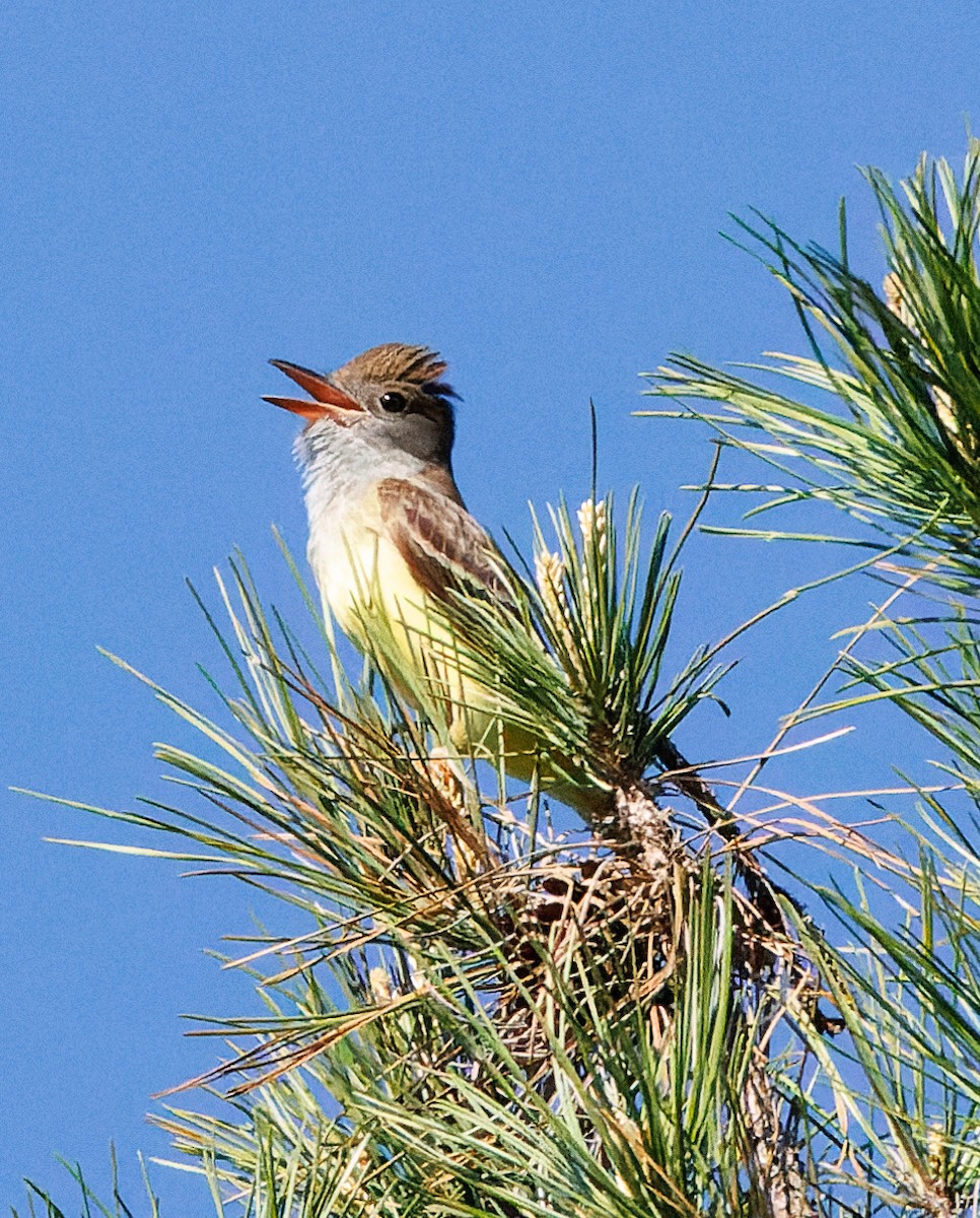 Great Crested Flycatcher - ML618269017