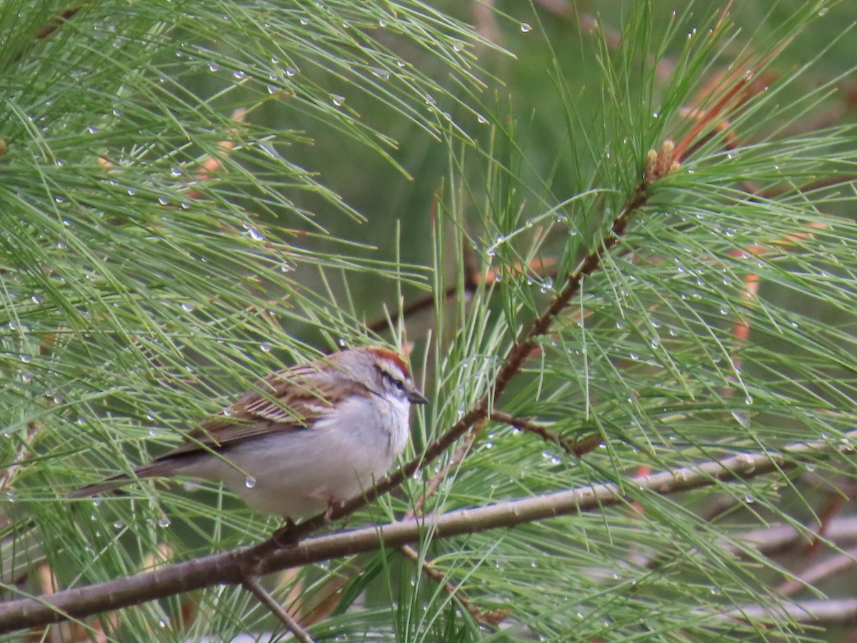 Chipping Sparrow - ML618269058