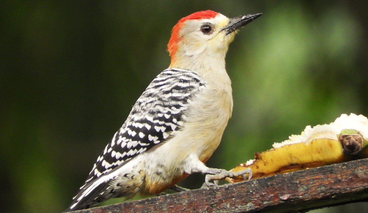 Red-crowned Woodpecker - ML618269122