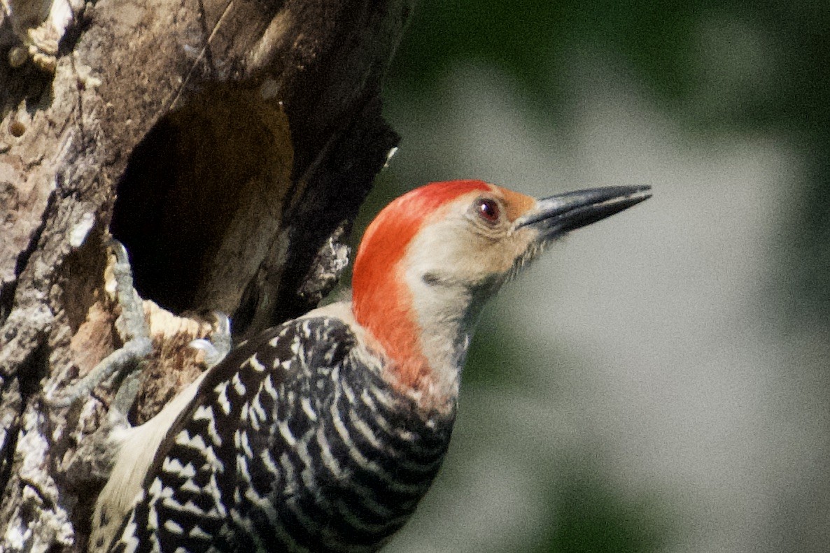 Red-bellied Woodpecker - ML618269180