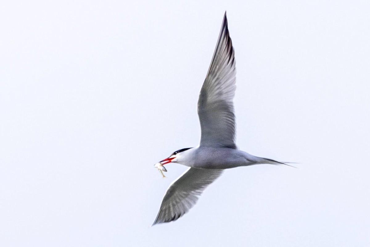 Common Tern - Stinky Bird