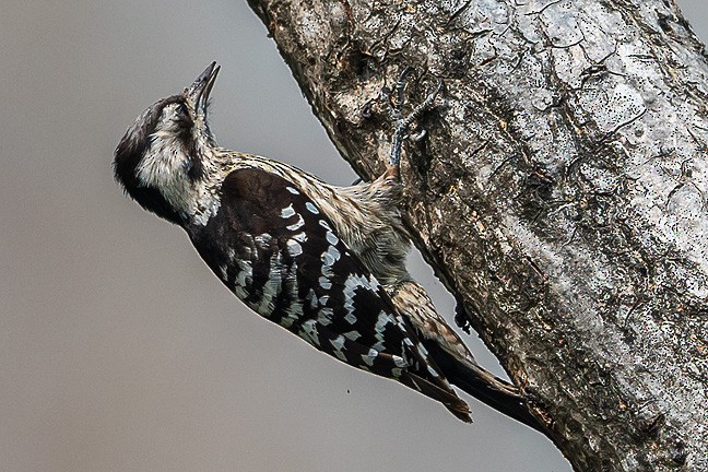 Gray-capped Pygmy Woodpecker - ML618269222