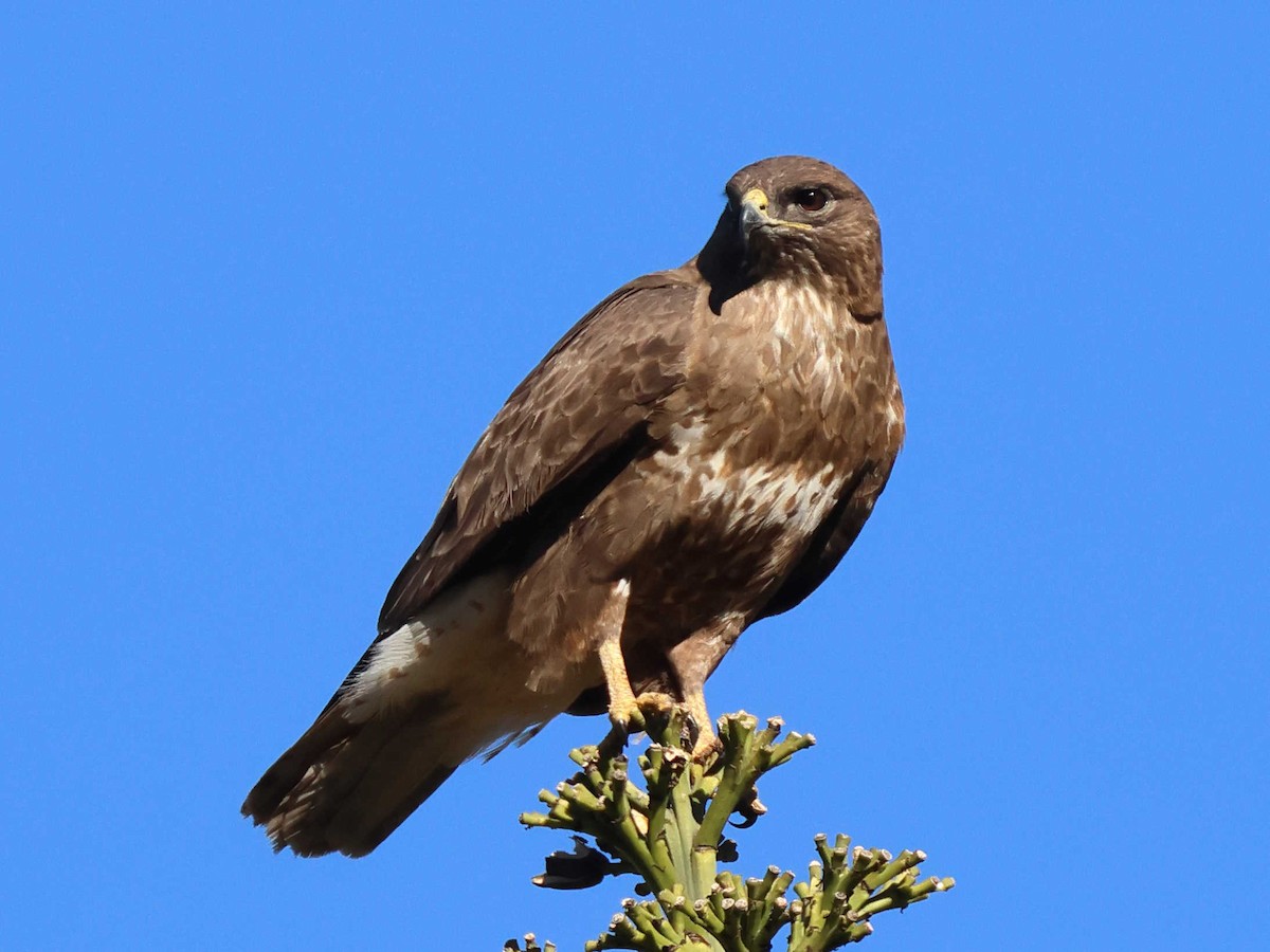 Buse variable (insularum) - ML618269224