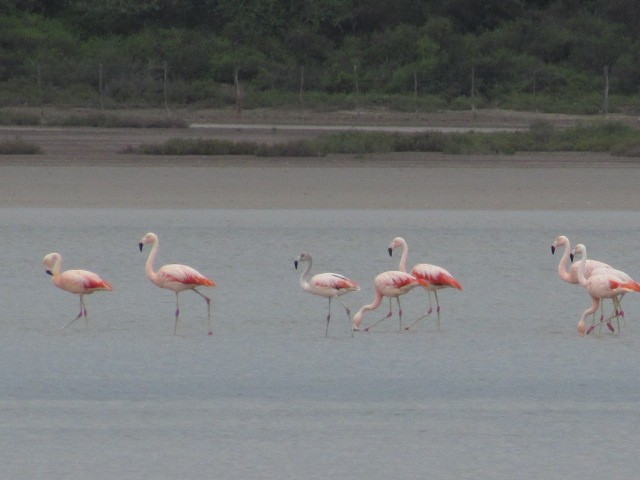 Chilean Flamingo - Hugo Rodriguez
