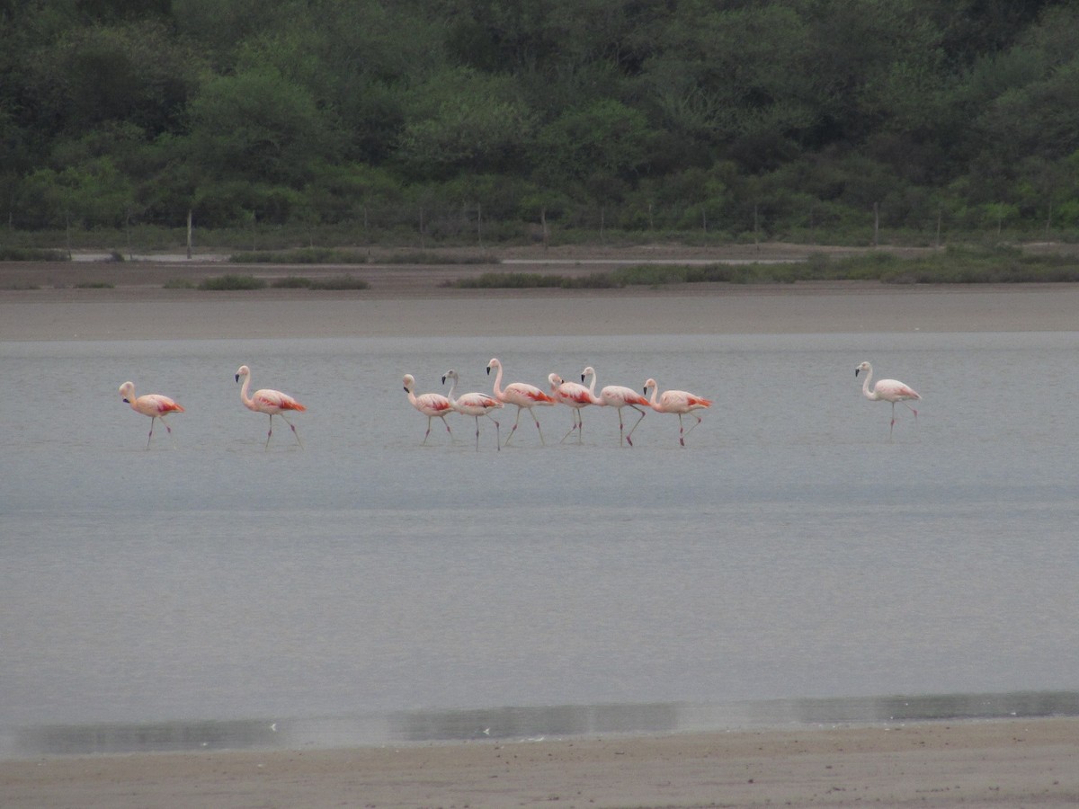 Chilean Flamingo - Hugo Rodriguez