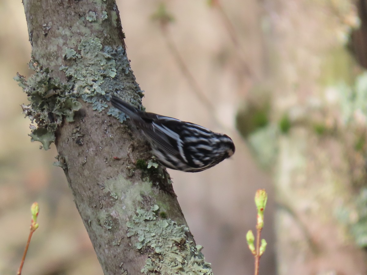 Black-and-white Warbler - ML618269252