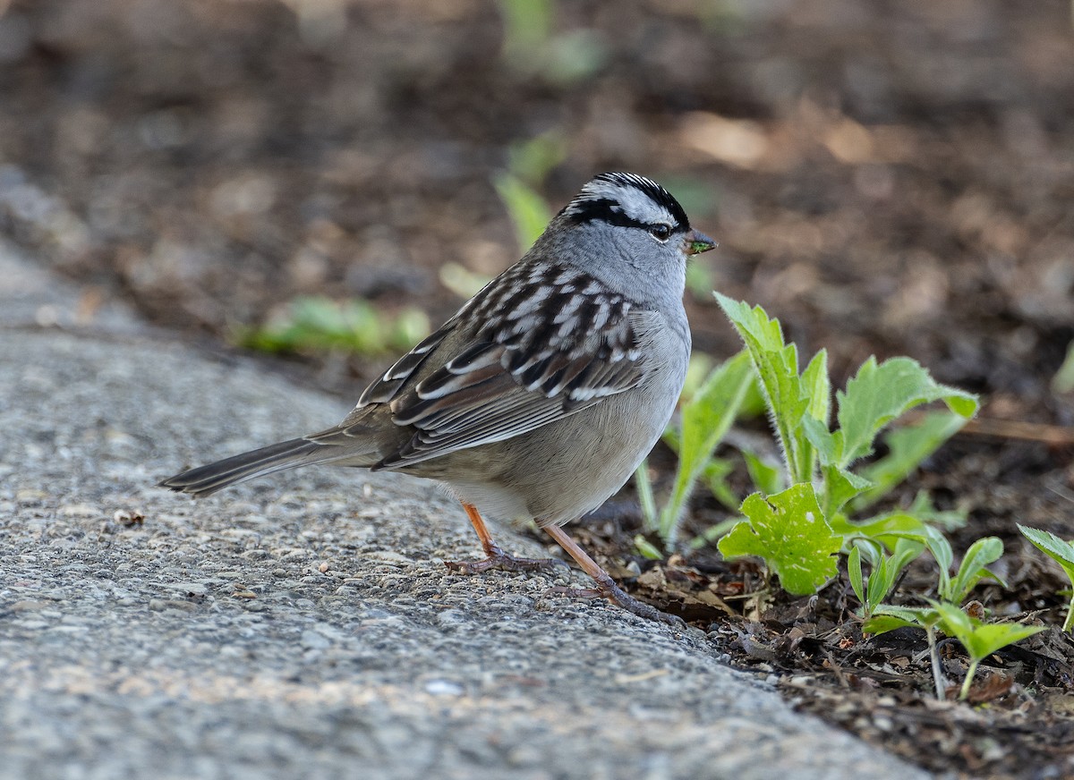 White-crowned Sparrow - ML618269283