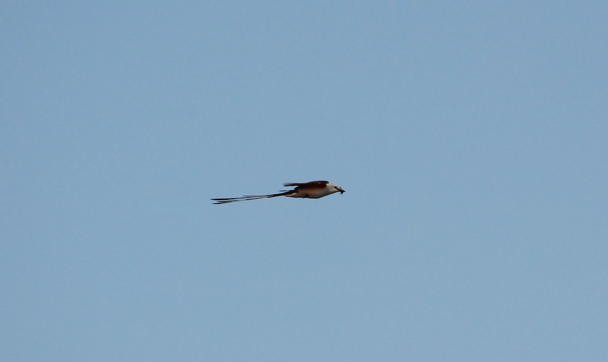 Scissor-tailed Flycatcher - ML618269307