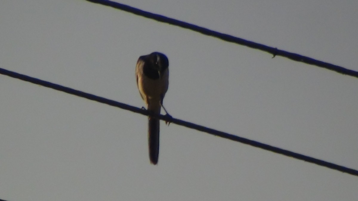 Oriental Magpie-Robin - Sudha Parimala