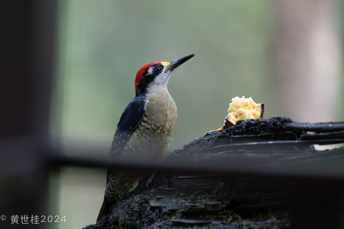 Black-cheeked Woodpecker - ML618269324