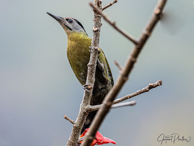 Gray-headed Woodpecker - JAYANT PHULKAR