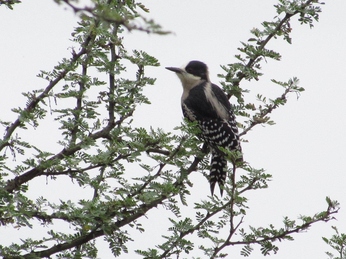 White-fronted Woodpecker - ML618269353